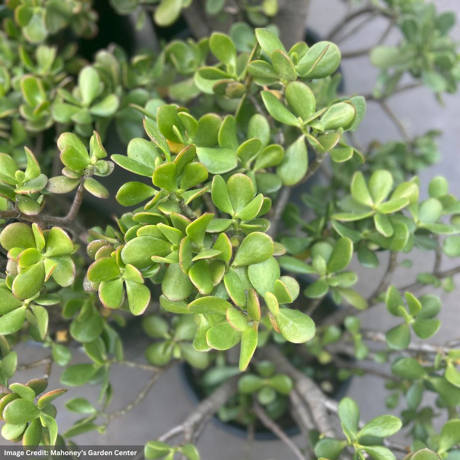 Jade – Regular Stump – 7 Gallon Pot